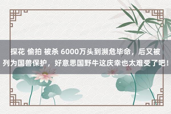 探花 偷拍 被杀 6000万头到濒危毕命，后又被列为国兽保护，好意思国野牛这庆幸也太难受了吧！