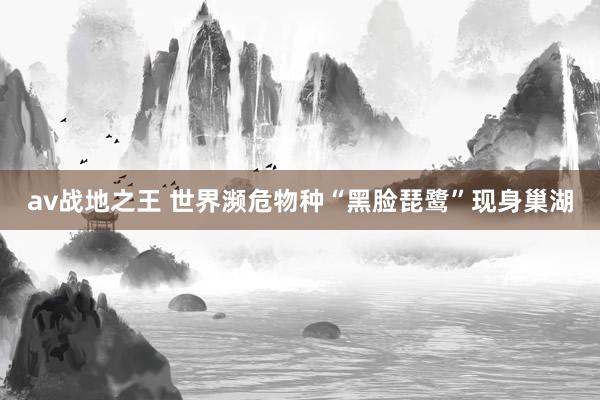 av战地之王 世界濒危物种“黑脸琵鹭”现身巢湖