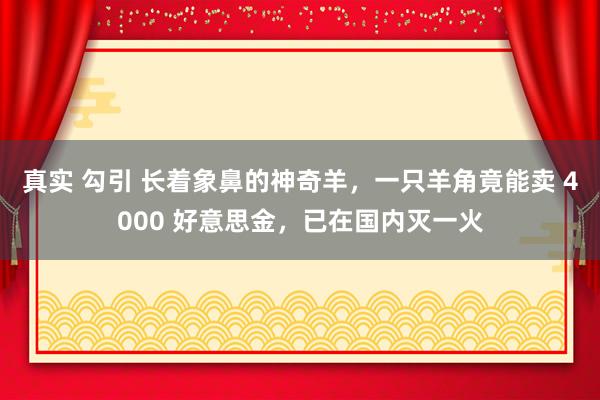 真实 勾引 长着象鼻的神奇羊，一只羊角竟能卖 4000 好意思金，已在国内灭一火